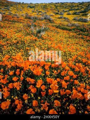 California Poppies, Goldfields, Antelope Valley California Poppy Reserve, Kern County, California Foto Stock