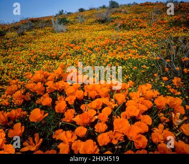 California Poppies, Goldfields, Antelope Valley California Poppy Reserve, Kern County, California Foto Stock