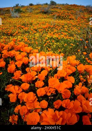 California Poppies, Goldfields, Antelope Valley California Poppy Reserve, Kern County, California Foto Stock