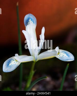 Iris reticolata 'Frozen Planet' Iris reticolata Frozen Planet è una varietà unica, amata per i suoi petali bianchi che sono tutti ribaltati con pennelli di pas Foto Stock