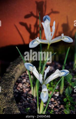 Iris reticulata "pianeta congelato" Foto Stock