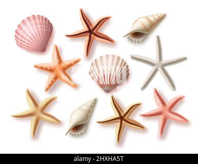 Set vettoriale per le conchiglie estive. Collezione di conchiglie marine e oggetti acquatici assortiti isolati su sfondo bianco per elementi di design. Vettore Illustrazione Vettoriale