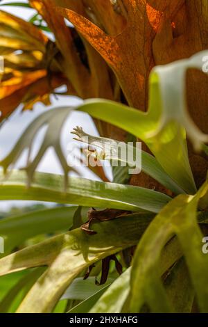 Platycerium, staghorn o elkhorn che crescono sul tronco dell'albero. Bali, Indonesia. Immagine verticale. Foto Stock