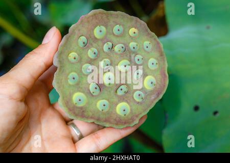 Testa di seme di fiore di loto selvatico, Ubud, Isola di Bali, Indonesia. Foto Stock