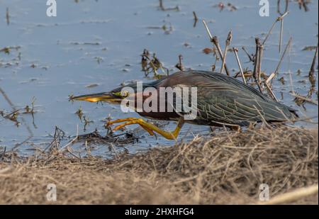 Erone verde (Butoridi virescens) che si diffonda nelle zone umide, che si stalking prey Foto Stock