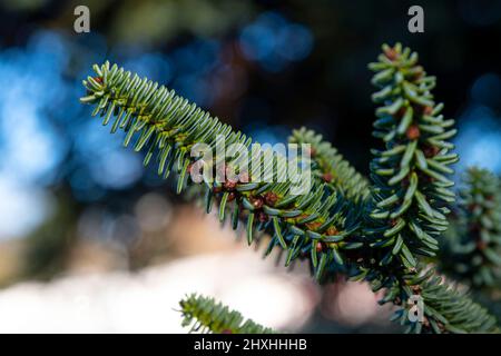 Primo piano di un ramo di abete in una foresta Foto Stock