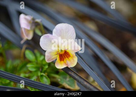 pansy, johnny salta Foto Stock