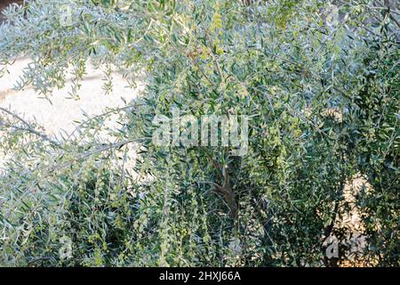 Bagno di ulivi al sole mediterraneo con migliaia di olive verdi sui rami Foto Stock