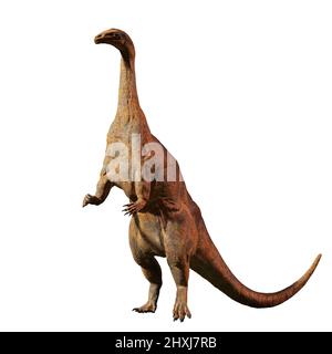 Plateosaurus, dinosauro che visse da 214 a 204 milioni di anni fa, isolato su sfondo bianco Foto Stock