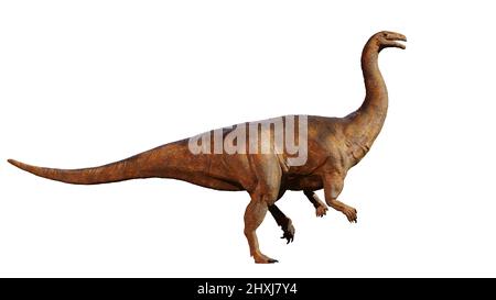 Plateosaurus, dinosauro erbivoro che visse da 214 a 204 milioni di anni fa, isolato su sfondo bianco Foto Stock