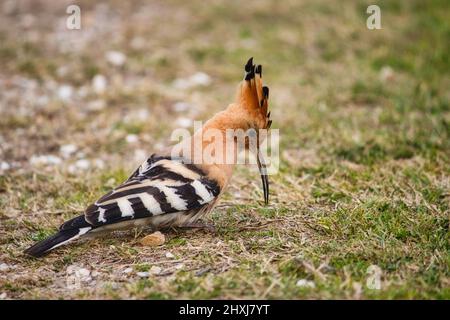 Hoopoe eurasiatico comune (Upupa epops) sul terreno erboso Foto Stock