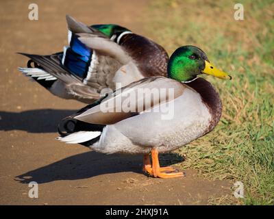 Due Mallard Ducks appeso sul fiume Cherwell a Oxford 3 Foto Stock