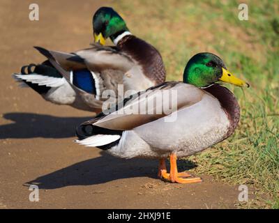 Due Mallard Ducks appeso sul fiume Cherwell a Oxford 2 Foto Stock