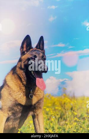 Cane pastore tedesco seduto in selvaggio tra fiori e nuvole Foto Stock