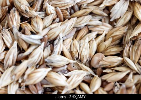 Vista dall'alto di semi di farro non pelati primo piano Foto Stock