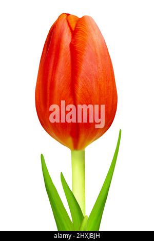 Tulipano rosso isolato su sfondo bianco primo piano Foto Stock