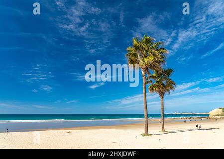 Palmen am Strand von Conil de la Frontera, Costa de la Luz, Andalusia, Spanien | Palme alla spiaggia di Conil de la Frontera, Costa de la Luz, Foto Stock