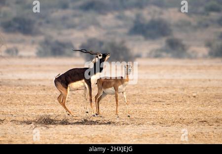 Il blackbuck, noto anche come antilope indiana, è un'antilope originaria dell'India e del Nepal Foto Stock