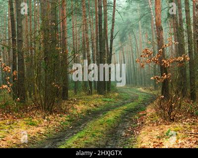 Alta pineta attraverso la quale una tortuosa strada forestale conduce. La nebbia si innalza tra gli alberi. C'è erba gialla asciutta sul lato della strada. Foto Stock