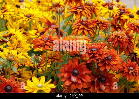 Rudbeckia x hirta Hybrid 'Cherokee Sunset' Foto Stock