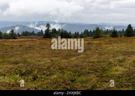 Escursione attraverso Vosgi, Francia, Département Haut-Rhin, le Valtin, Réserve Naturelle de Tanet-Gazon du Faing Foto Stock