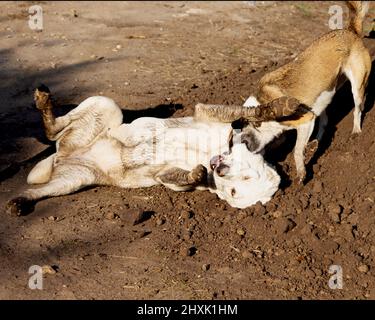 Combattere i cani. Un cane morde un altro cane. Cane aggressivo. Fghting alabay e cani randagi. Foto Stock