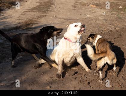 Combattere i cani. Un cane morde un altro cane. Cane aggressivo. Fghting alabay e cani randagi. Foto Stock
