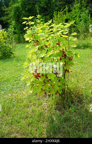 Cespuglio di ribes rosso con frutta matura. Frutteto biologico nella giornata estiva di sole. Foto Stock