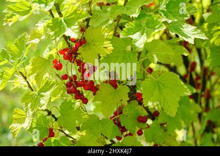 Cespuglio di ribes rosso con primo piano di frutta matura. Frutteto biologico nella giornata estiva di sole. Foto Stock