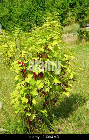 Cespuglio di ribes rosso con frutta matura. Frutteto biologico nella giornata estiva di sole. Foto Stock