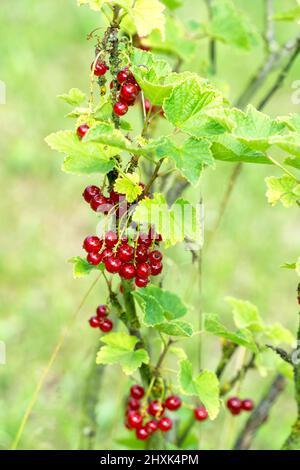 Cespuglio di ribes rosso con frutta matura. Ramo od Redcurrant primo piano. Frutteto biologico nella giornata estiva di sole. Foto Stock