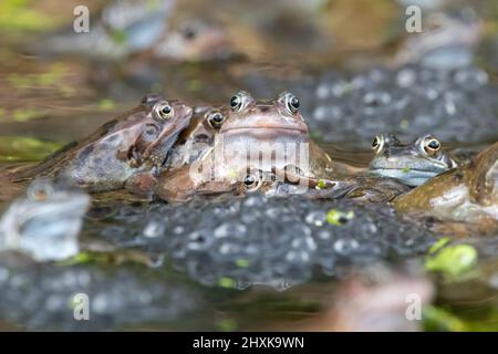 Killearn, Stirling, Scozia, Regno Unito. 13th Mar 2022. Tempo britannico - rane che si rifalla in un laghetto giardino a Stirling. Credit: Kay Roxby/Alamy Live News Foto Stock