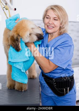 donna matura parrucchiera panni cucciolo di cane afghano in parrucchiere per cani Foto Stock