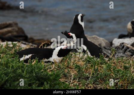 Un'incantevole vista ravvicinata di un paio di pinguini sudafricani che si rilassano nelle piante dopo la loro lunga salita ai nidi in cima a una ripida collina. Foto Stock