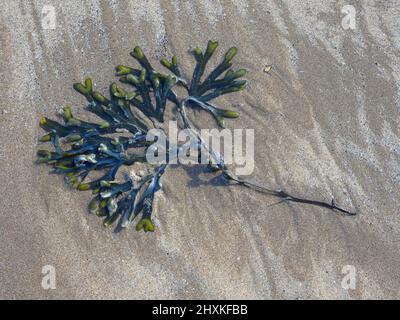 Spirale (Fucus spiralis), bagnata sulla spiaggia, Westward ho!, Devon, Regno Unito Foto Stock