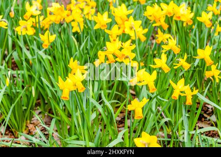 Campo di daffodils giallo Foto Stock