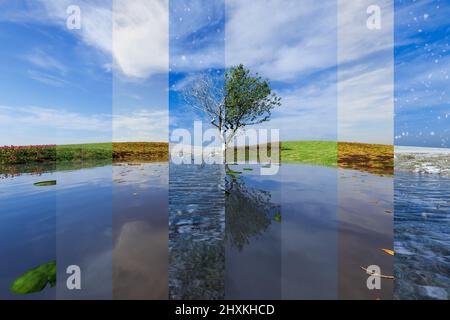 Albero da un lago, un collage di stagione . Tutte le stagioni in una foto. Inverno, primavera, estate e autunno. 3D Illustrazione Foto Stock