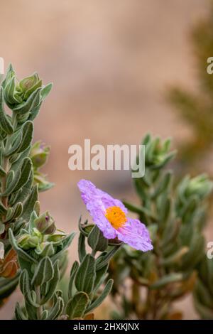 Cistus albidus, cistus di foglie grigie, che cresce sul lato della montagna in Spagna Foto Stock