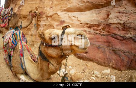 Morbidi cammelli riposati a Petra Jordan dopo il trasporto di turisti Foto Stock