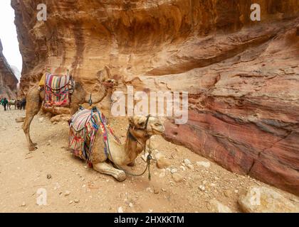 Morbidi cammelli riposati a Petra Jordan dopo il trasporto di turisti Foto Stock