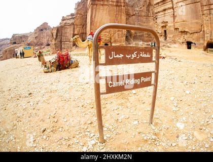 Morbidi cammelli riposati a Petra Jordan dopo il trasporto di turisti Foto Stock