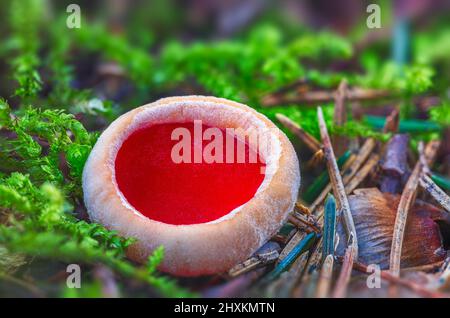 Sarcoscypha austriaca - un raro fungo saprobo non commestibile noto come scarlatto elfcup. Coppa di funghi beige scarlatto all'interno che cresce su un albero caduto Foto Stock