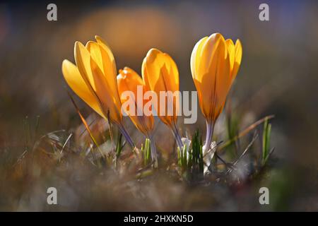 Sfondo primaverile con fiori. Crocus fiorito splendidamente colorato - zafferano in una giornata di sole. Fotografia della natura in primavera. Foto Stock