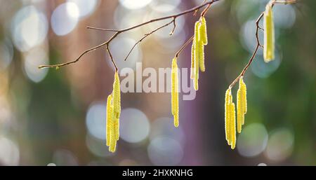 Primo piano di giallo fioritura nocciola catkins orecchini su sfondo sfocato di molto bello e allergenico nocciola catkins Corylus avellana o Corylus Foto Stock