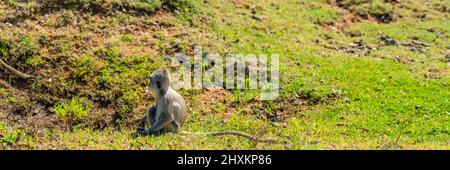 Single grigio Langur scimmia seduta su un prato in erba al Parco Nazionale di Yala, Sri Lanka, panorama Foto Stock