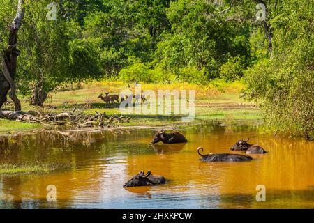 I bufali d'acqua riposano nell'acqua al Parco Nazionale di Yala in Sri Lanka. Foto Stock