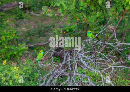 Due uccelli di api verdi seduti sul ramo del Parco Nazionale di Yala, Sri Lanka Foto Stock