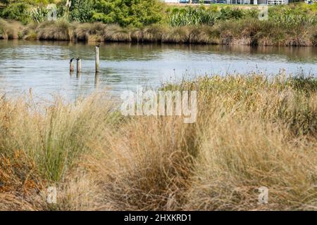 Bordo del lago con tre pali e uccelli arroccati oltre marrone e verde tussock al sobborgo residenziale dei Laghi in Tauranga Nuova Zelanda. Foto Stock