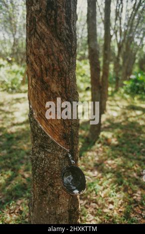 Raccolta del lattice in una piantagione sull'isola di Ko Sukron nel sud della Thailandia. Dopo aver picchiato la corteccia di alberi di gomma, la gomma grezza del lattice viene raccolta in coppette. Foto Stock