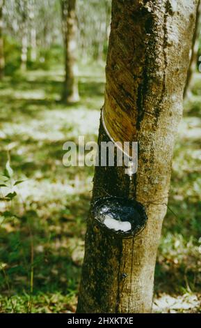 Raccolta del lattice in una piantagione sull'isola di Ko Sukron nel sud della Thailandia. Dopo aver picchiato la corteccia di alberi di gomma, la gomma grezza del lattice viene raccolta in coppette. Foto Stock